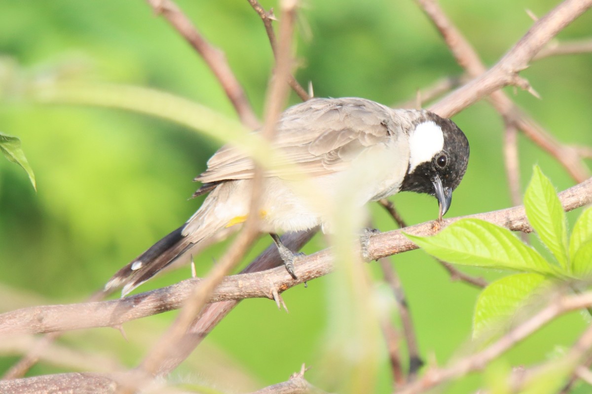 Bulbul Orejiblanco - ML642371136