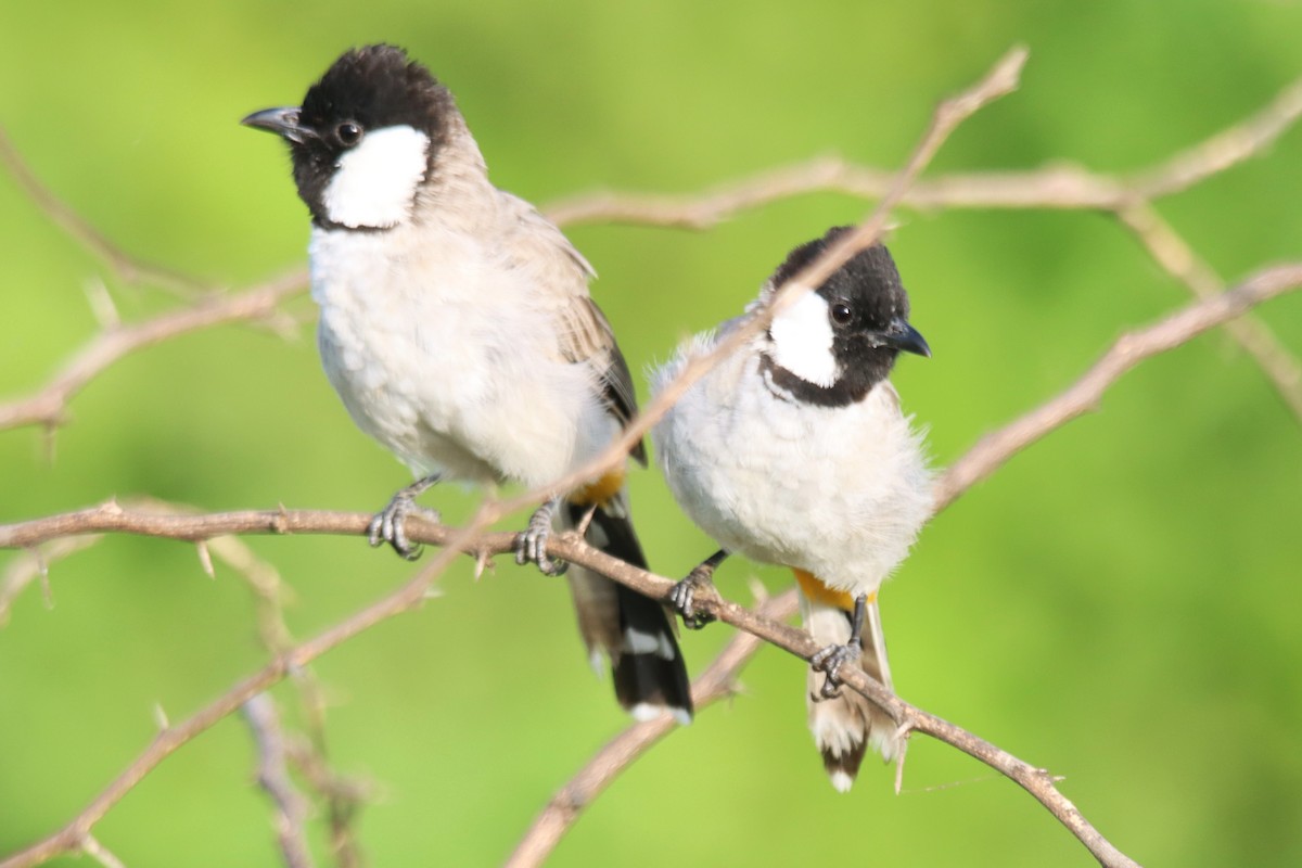 Bulbul belarrizuria - ML642371137