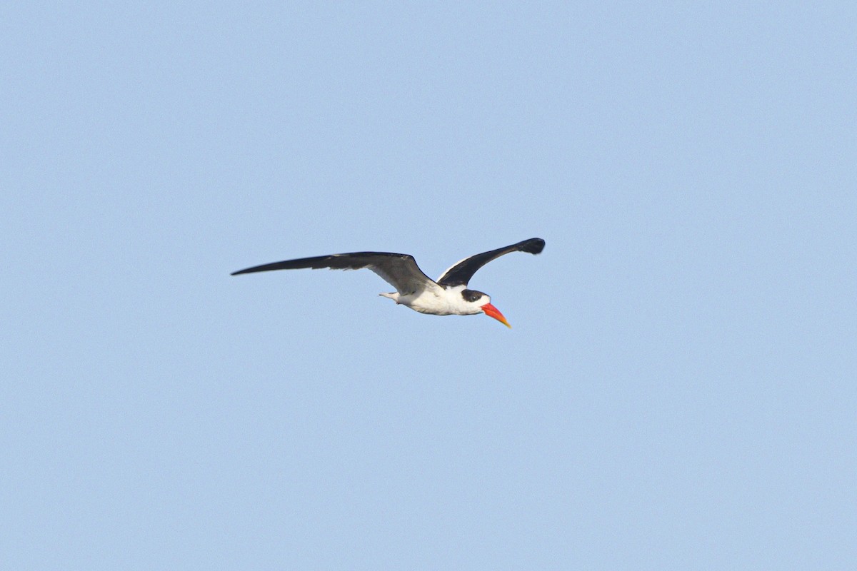 Indian Skimmer - ML642371160