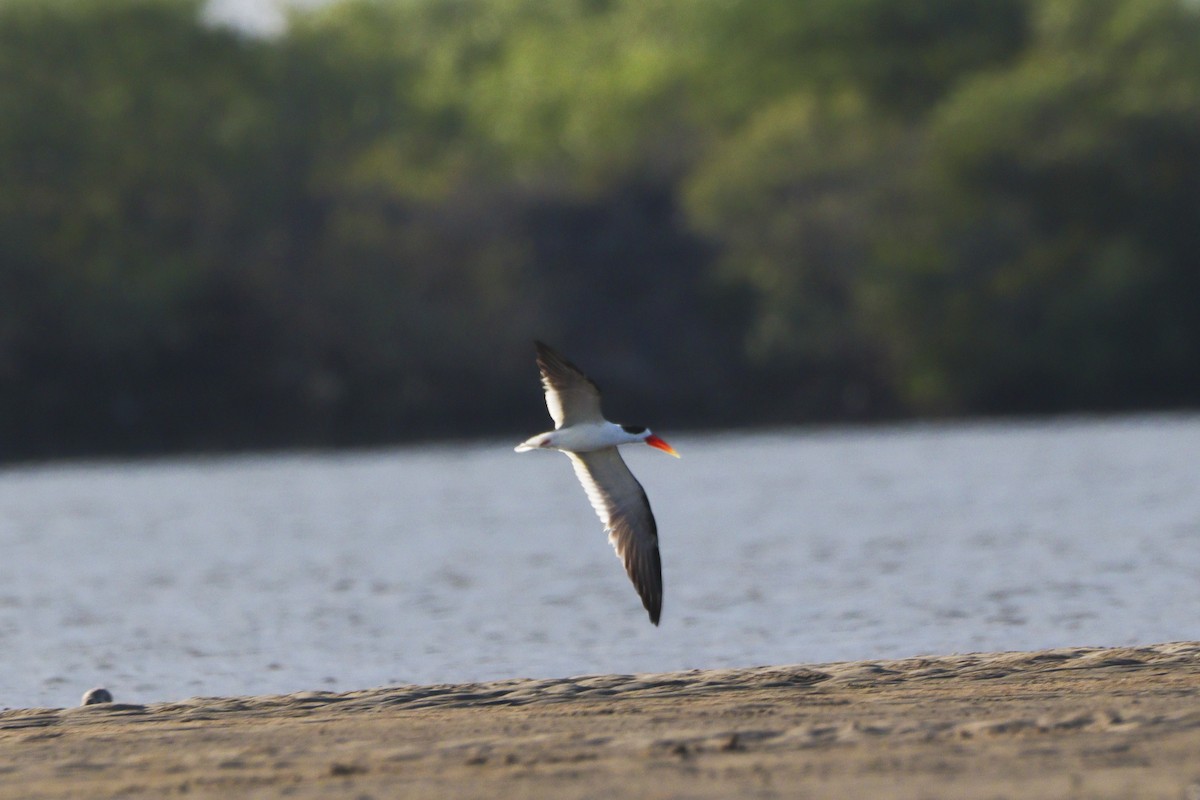 Indian Skimmer - ML642371161