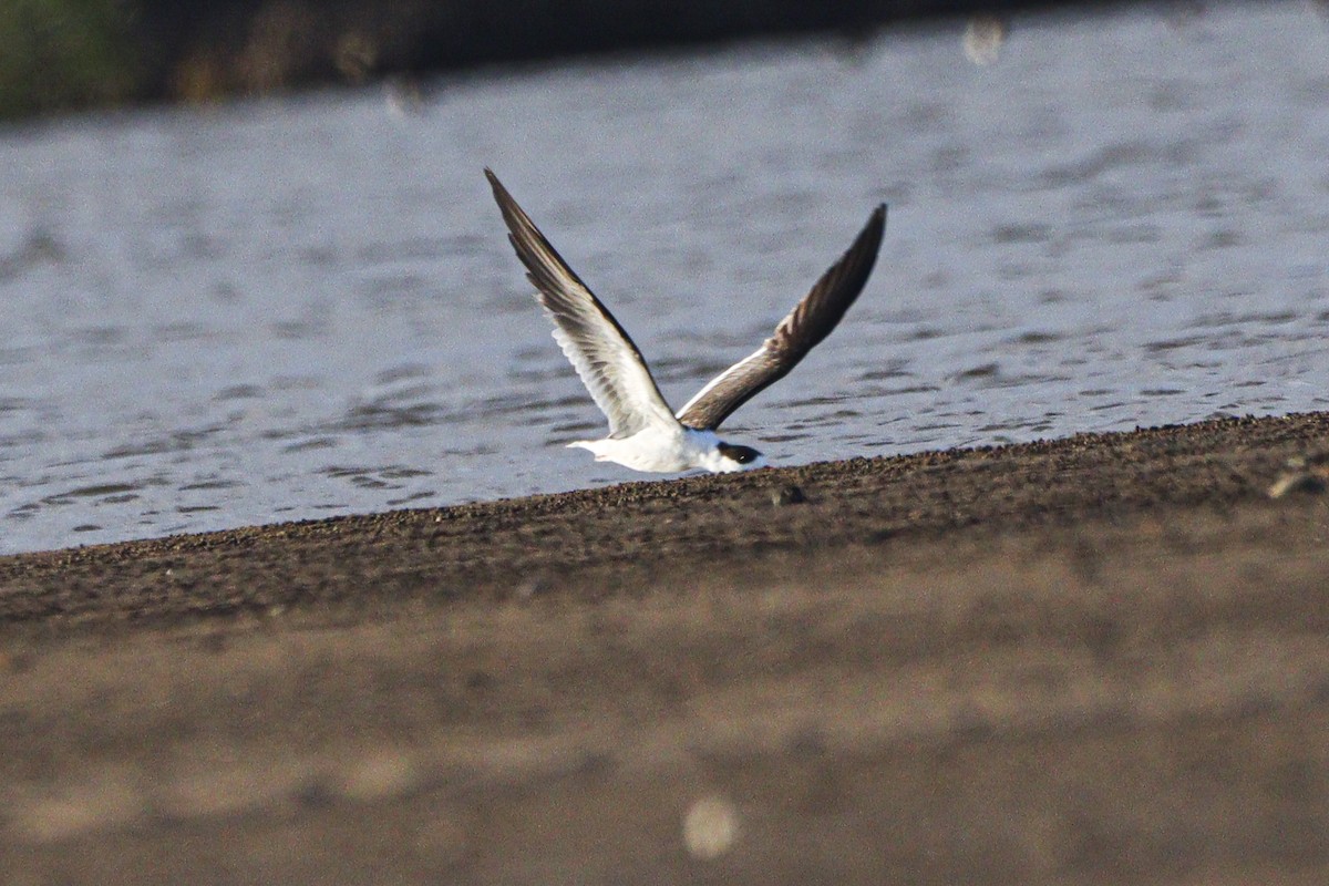 Indian Skimmer - ML642371162