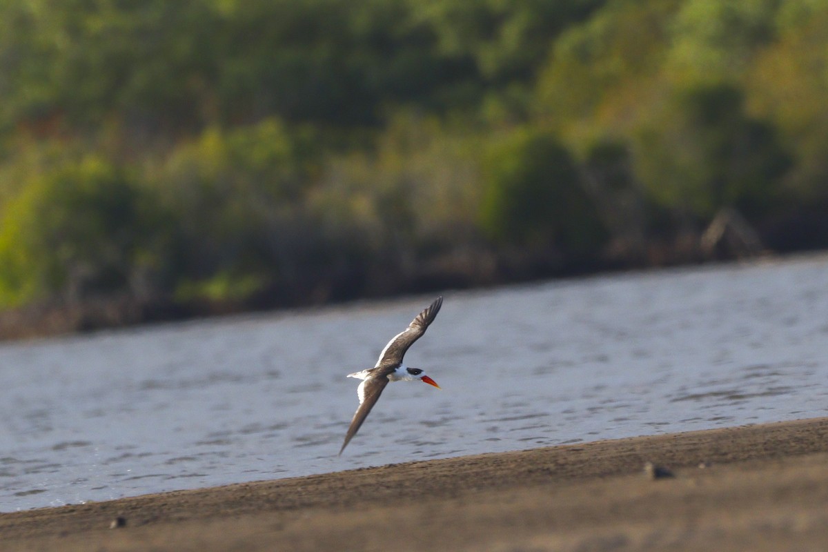 Indian Skimmer - ML642371163