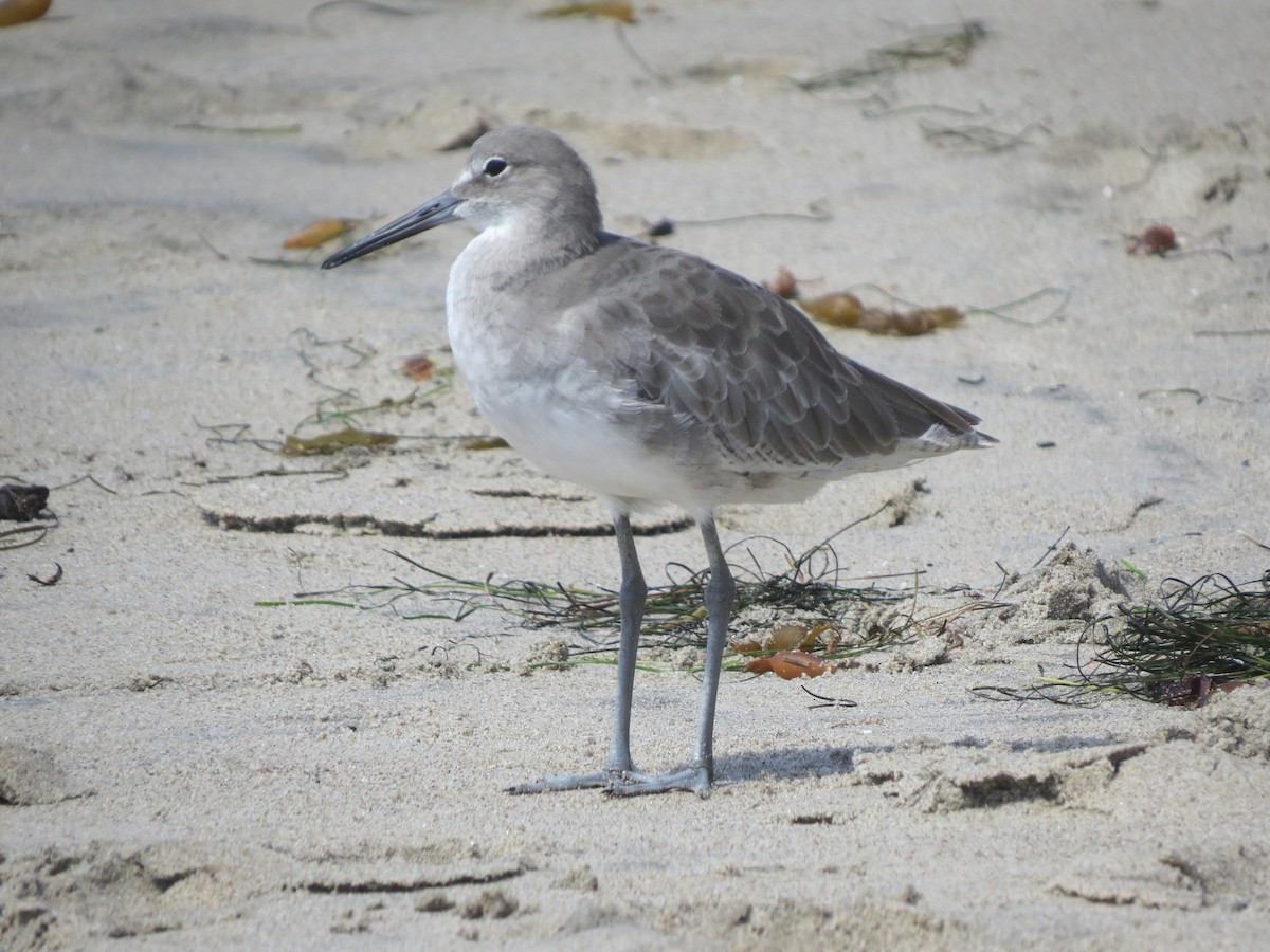 Willet - ML642371170