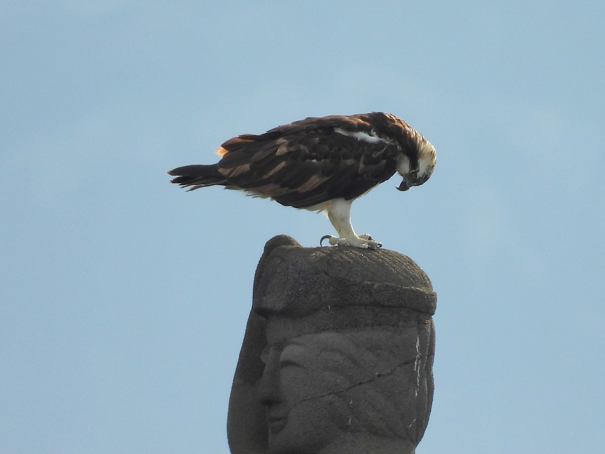 魚鷹 - ML642371172