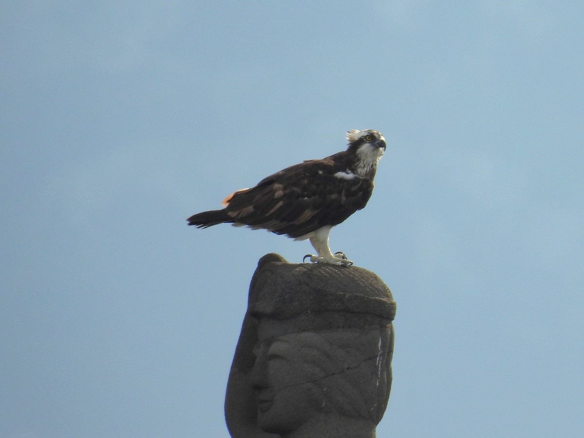 魚鷹 - ML642371174