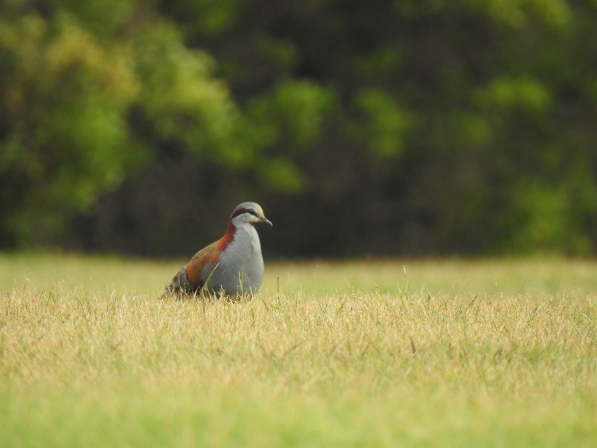 Brush Bronzewing - ML642371215