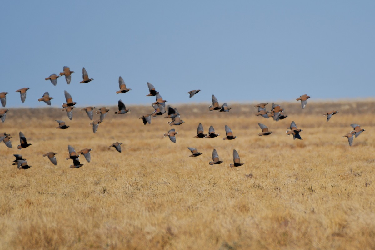 Flock Bronzewing - ML642371219