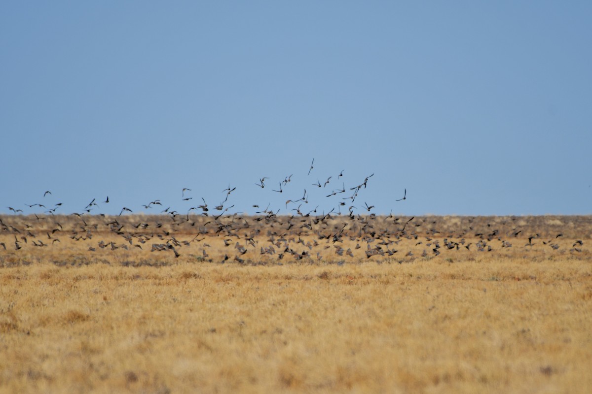 Flock Bronzewing - ML642371220