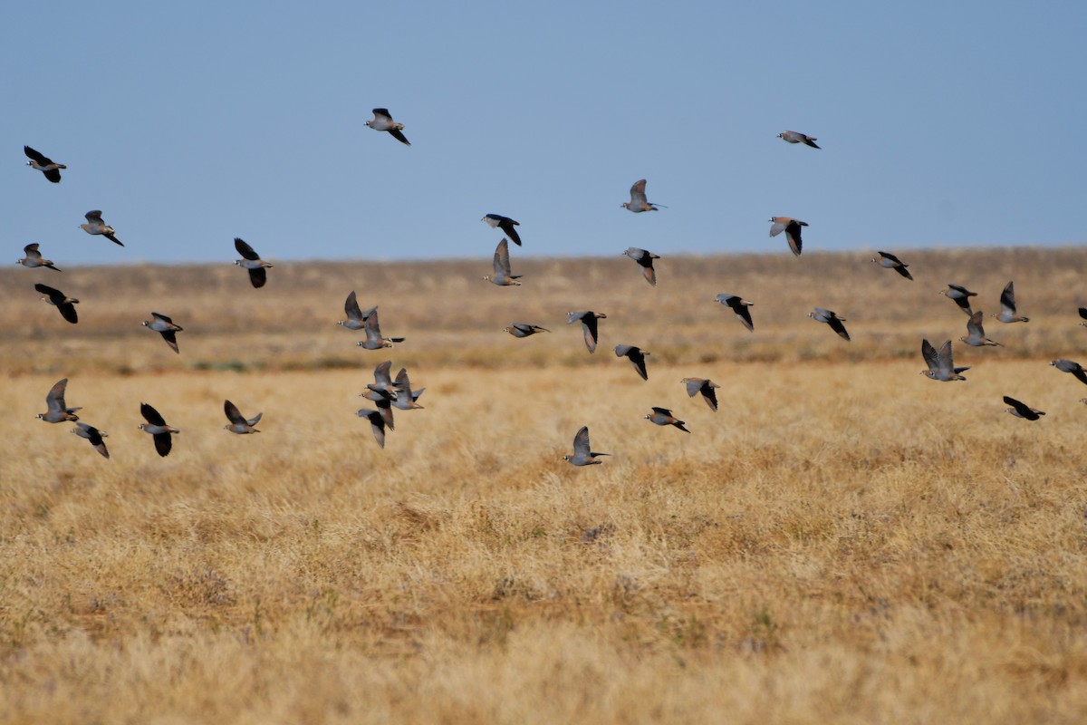 Flock Bronzewing - ML642371221