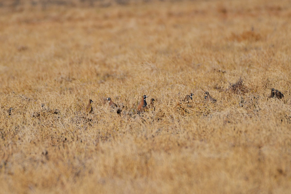 Flock Bronzewing - ML642371222