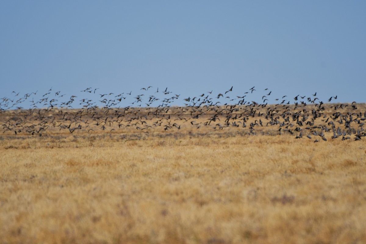 Flock Bronzewing - ML642371223