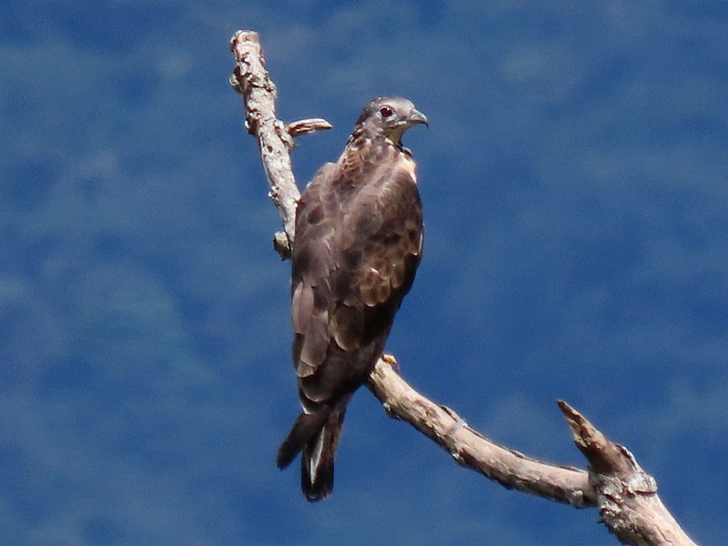 Oriental Honey-buzzard - ML642371226