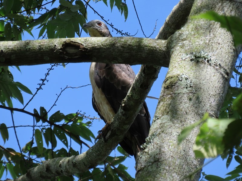 Oriental Honey-buzzard - ML642371230