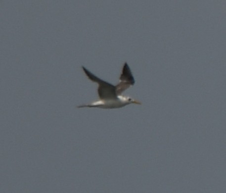 Great Crested Tern - ML642371231