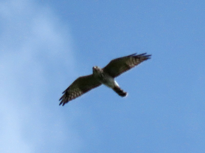Chinese Sparrowhawk - ML642371232