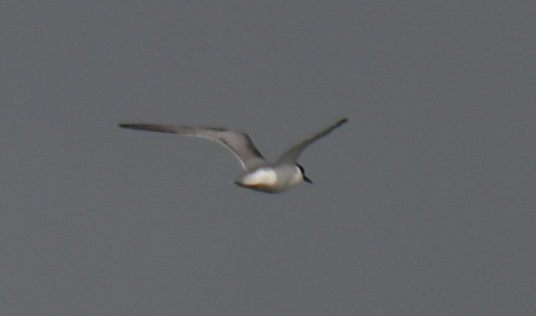 Common Tern - ML642371233