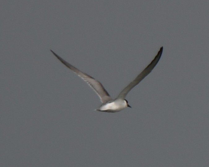 Common Tern - ML642371237