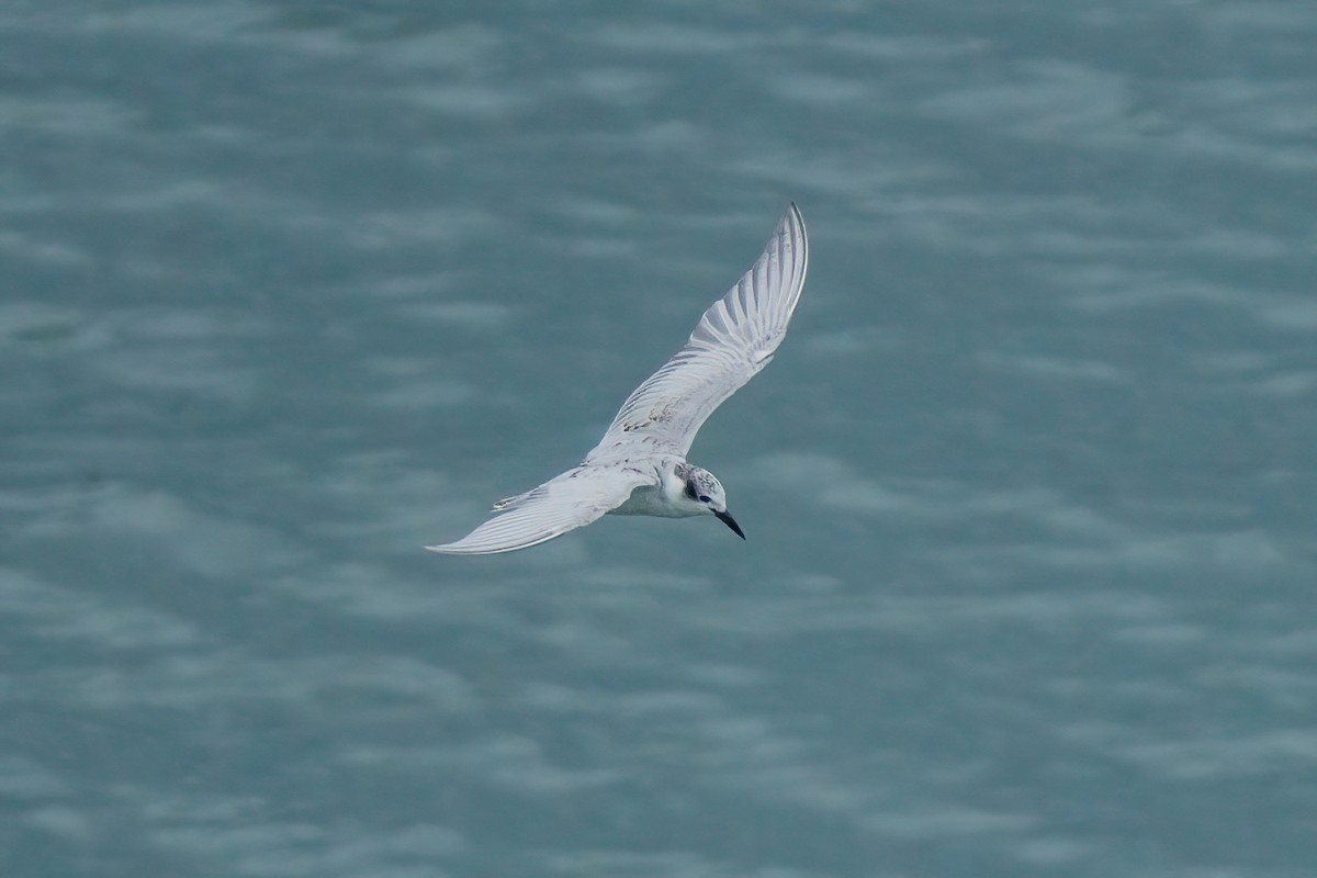 Gull-billed Tern - ML642371238