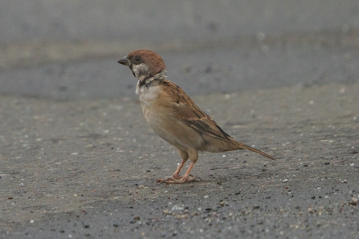 Eurasian Tree Sparrow - ML642371240