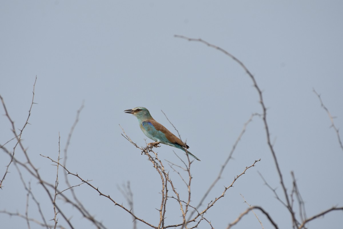 European Roller - ML642371241