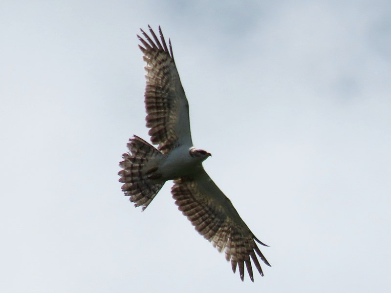 Osprey - ML642371244