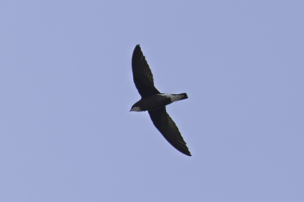 White-throated Needletail - ML642371245