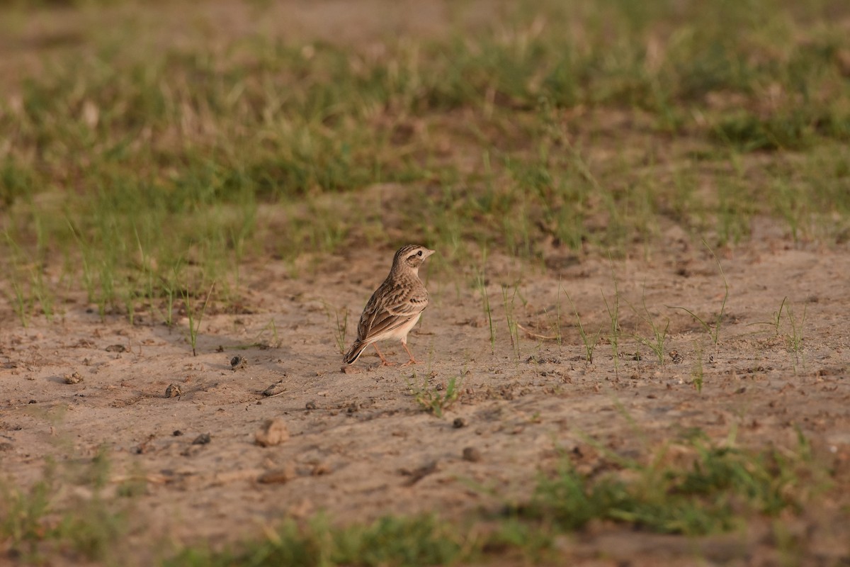 Greater Short-toed Lark - ML642371246