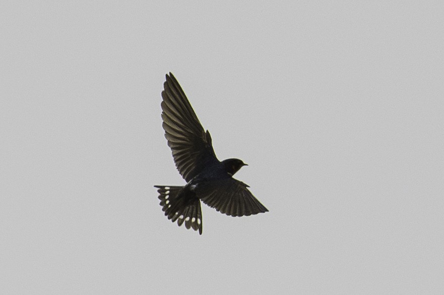Hirondelle rustique - ML642371248