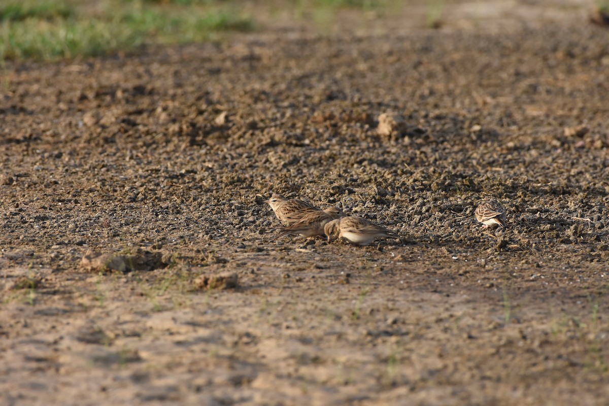 Greater Short-toed Lark - ML642371252