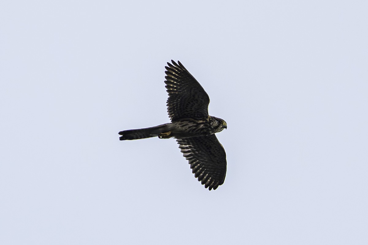 Faucon crécerelle - ML642371254
