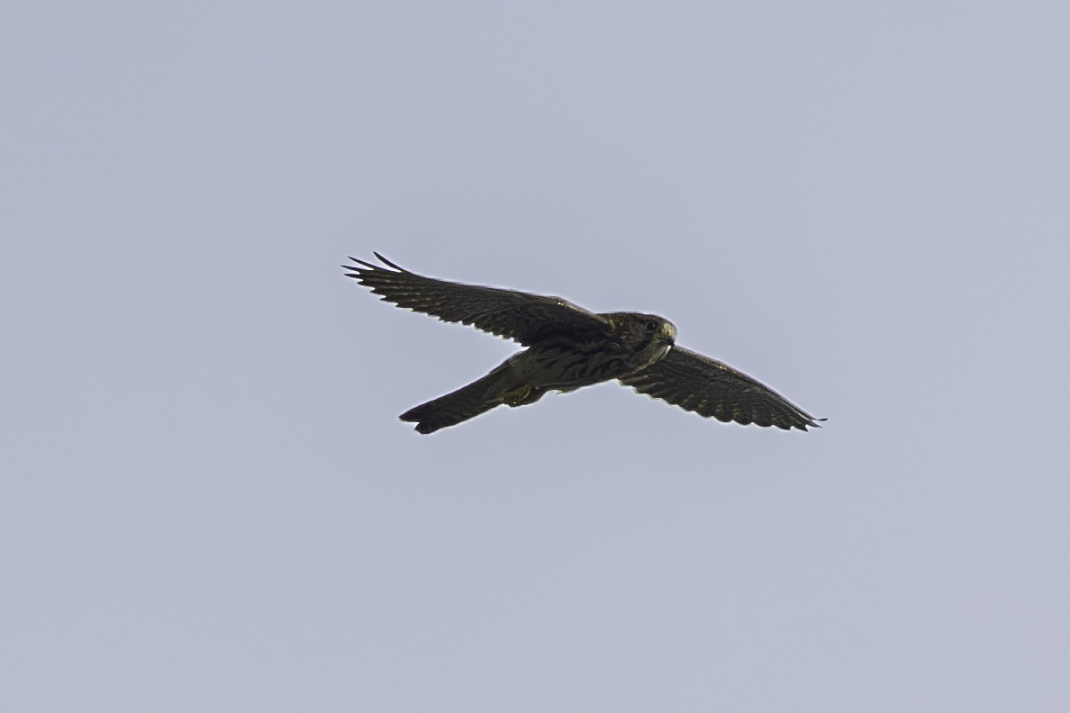 Faucon crécerelle - ML642371255