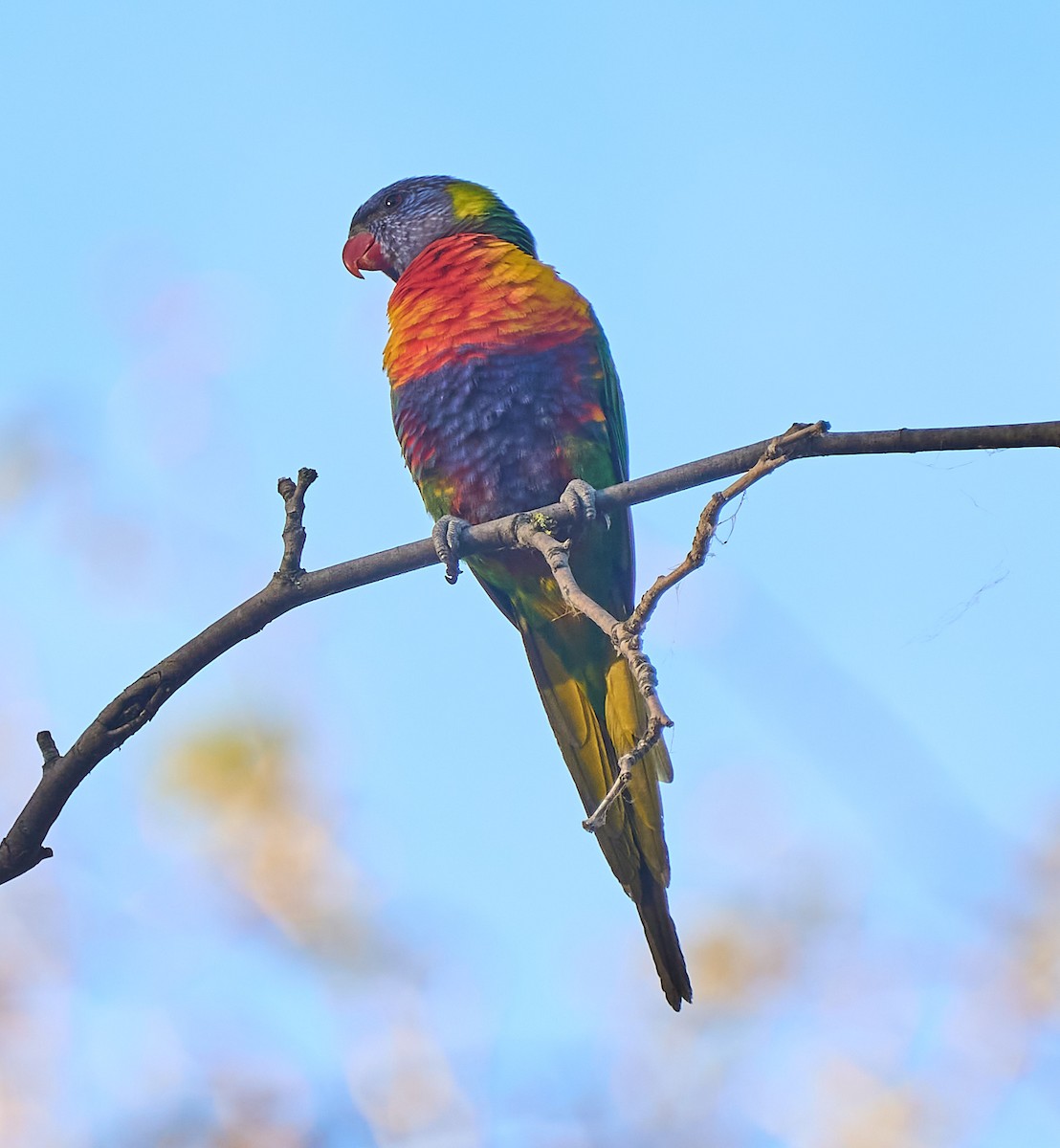 Rainbow Lorikeet - ML642371258