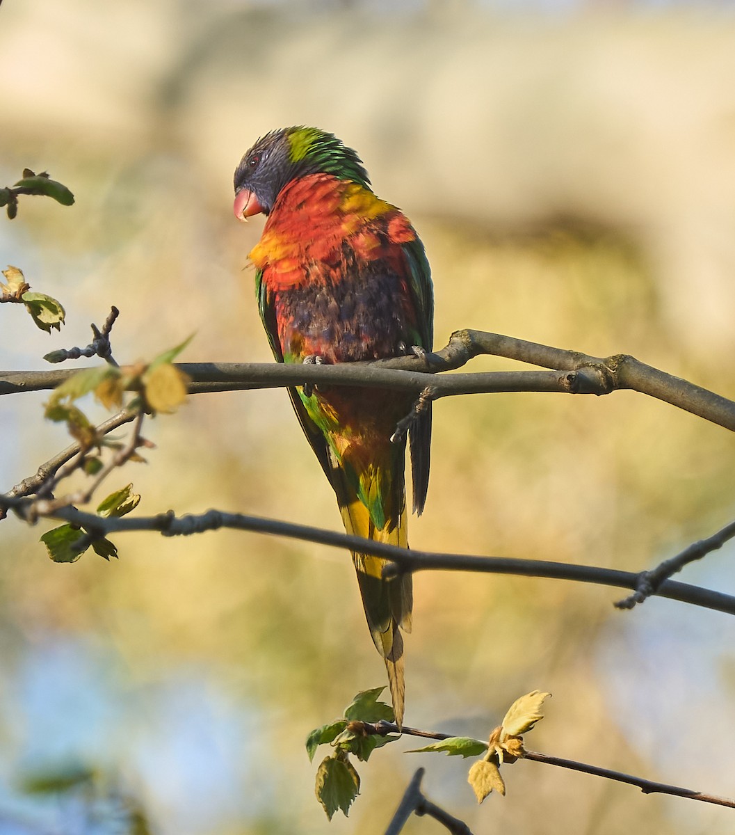 Rainbow Lorikeet - ML642371259