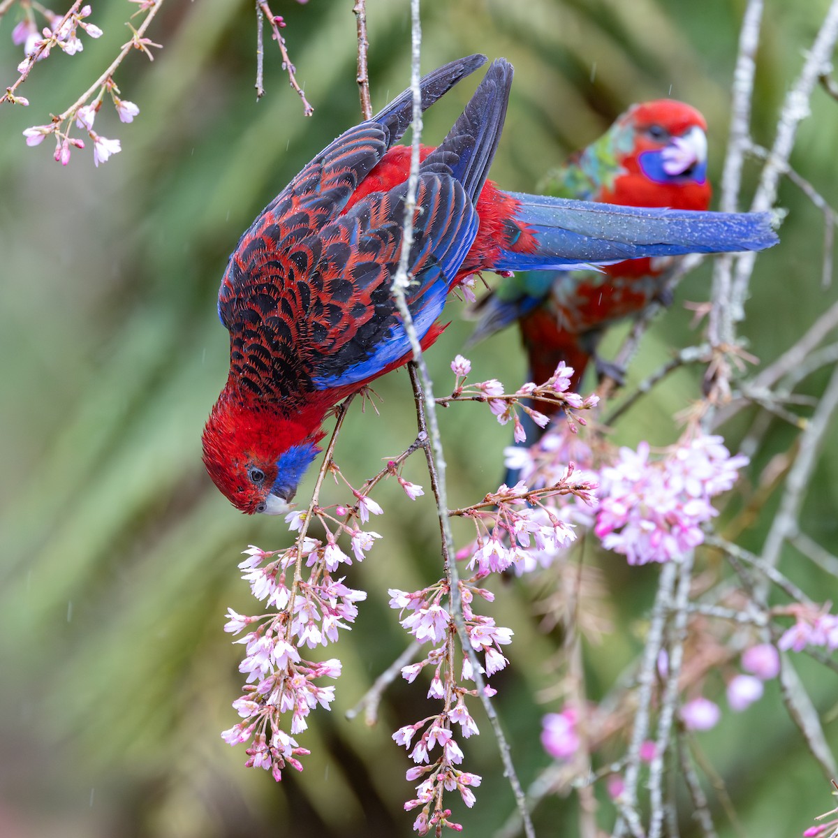 Crimson Rosella - ML642371262