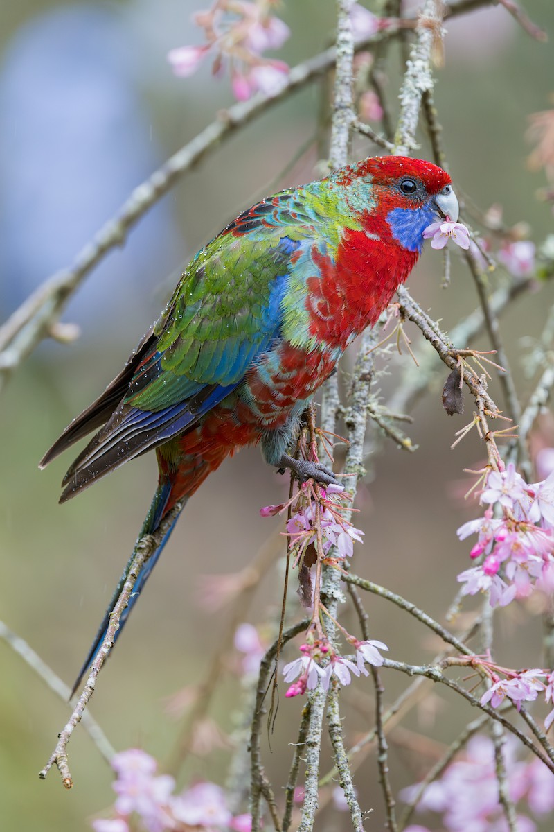 Crimson Rosella - ML642371263