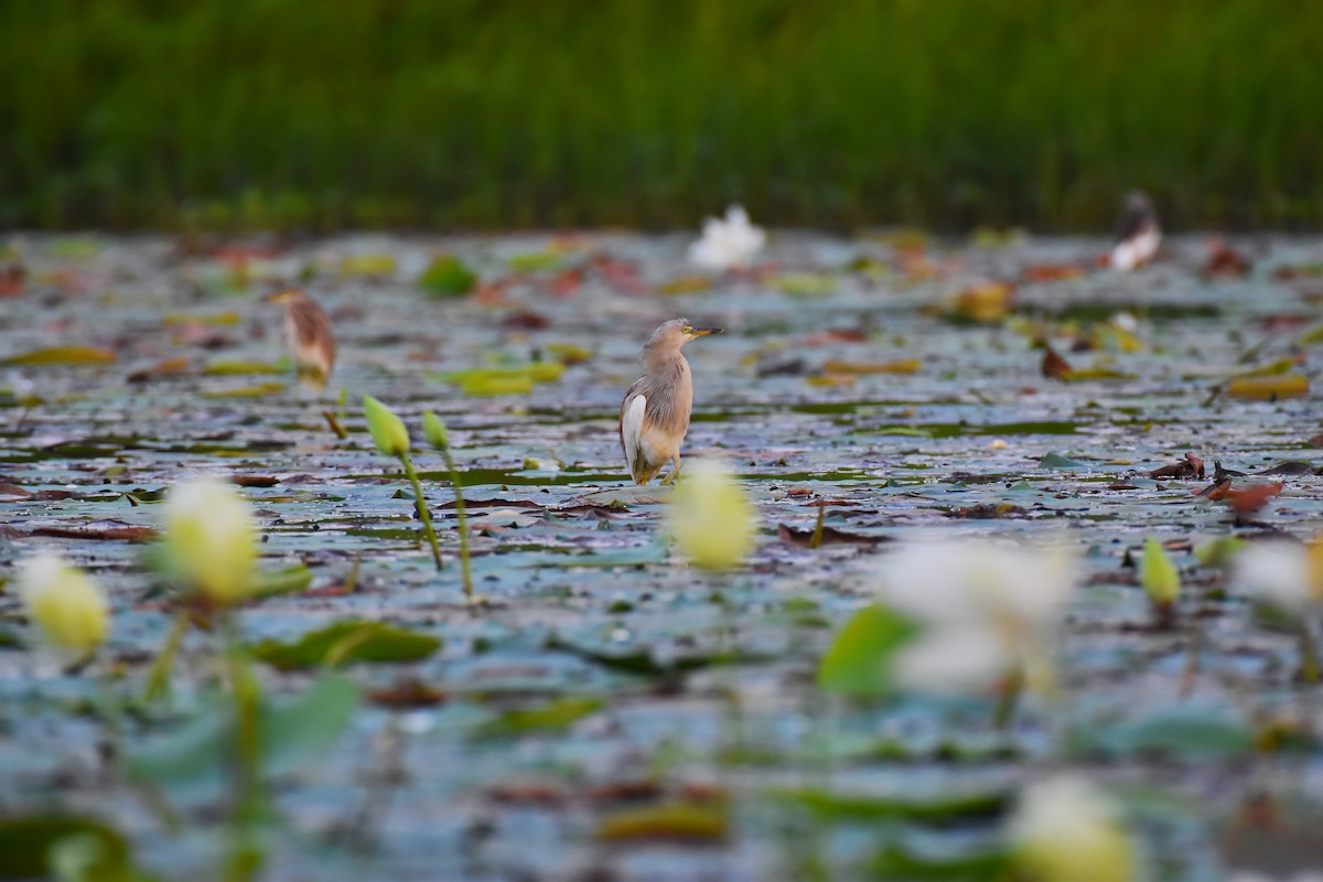 Indian Pond-Heron - ML642371264