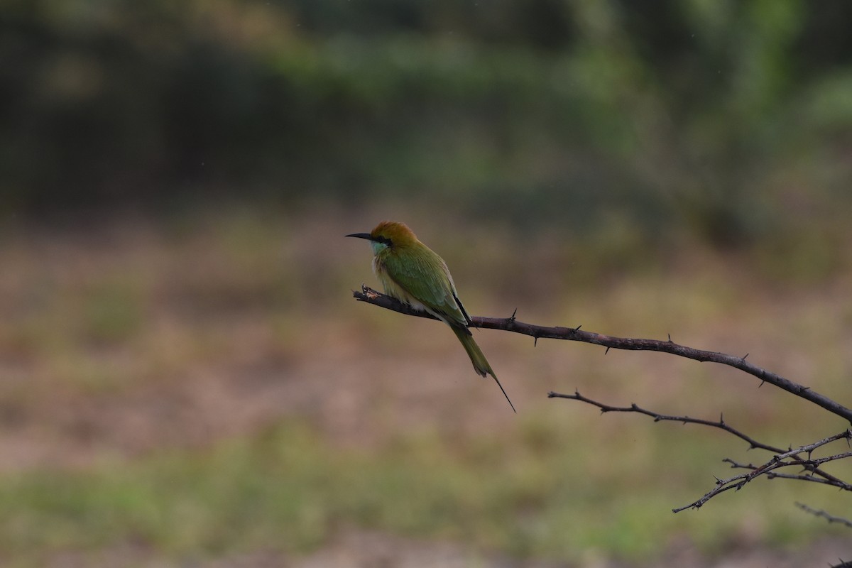 Asian Green Bee-eater - ML642371266