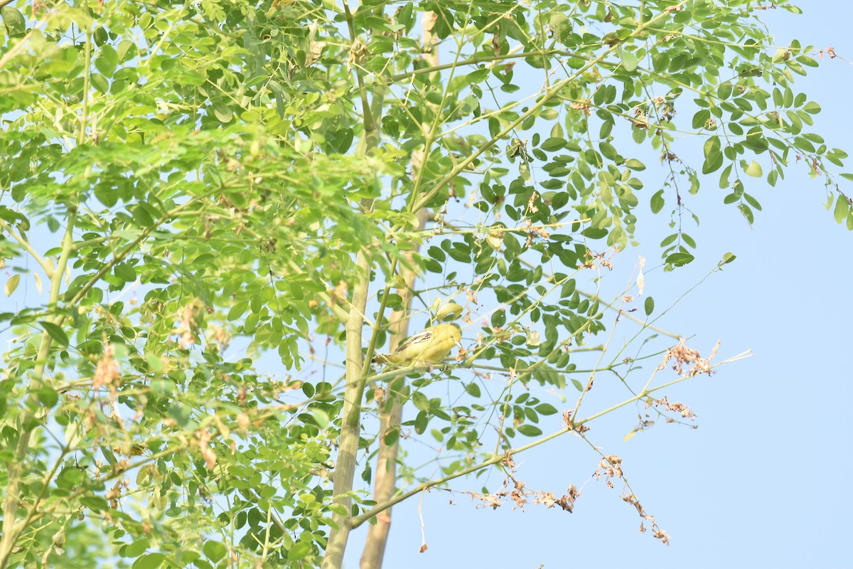 White-tailed Iora - ML642371269