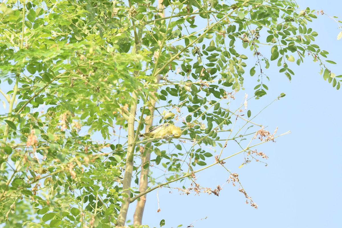 White-tailed Iora - ML642371271