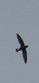 Brown-backed Needletail - ML642371273