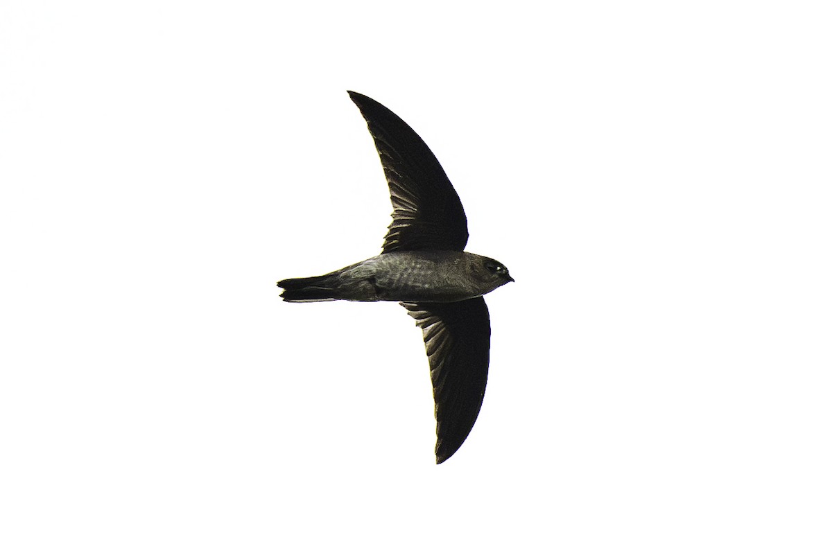 Himalayan Swiftlet - ML642371274