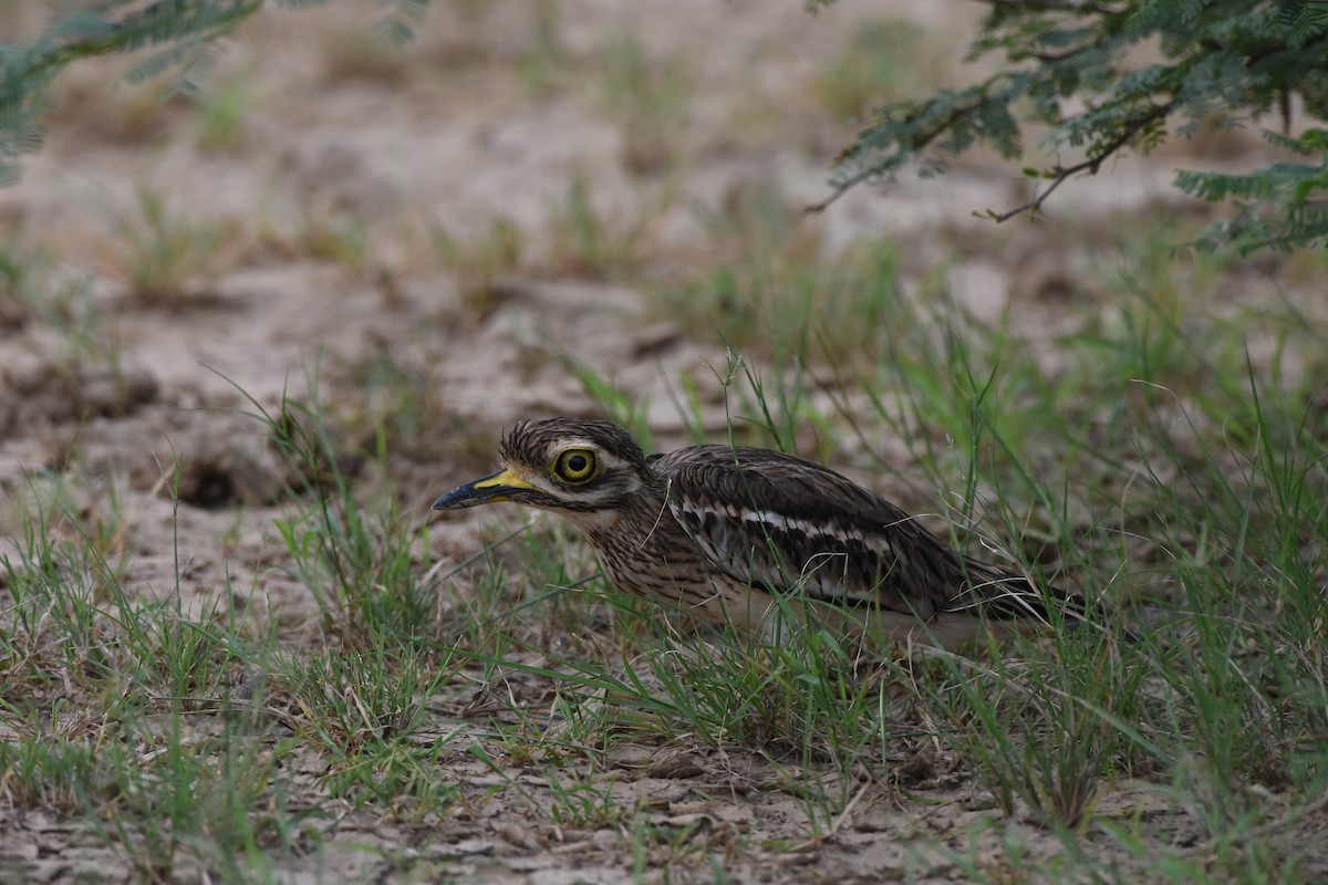 Indian Thick-knee - ML642371276