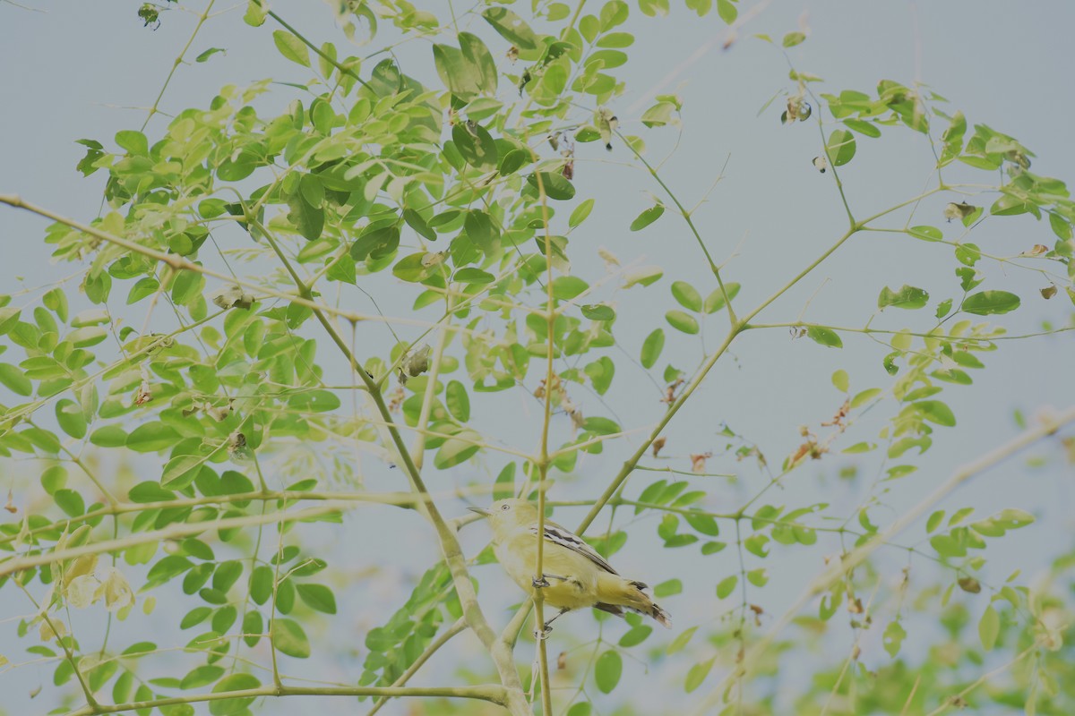 White-tailed Iora - ML642371278
