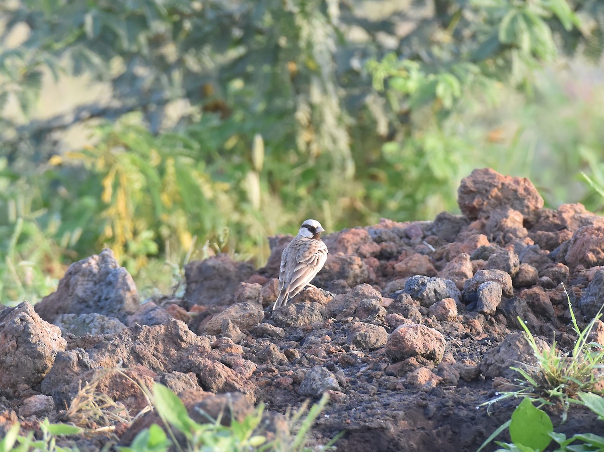Ashy-crowned Sparrow-Lark - ML642371280
