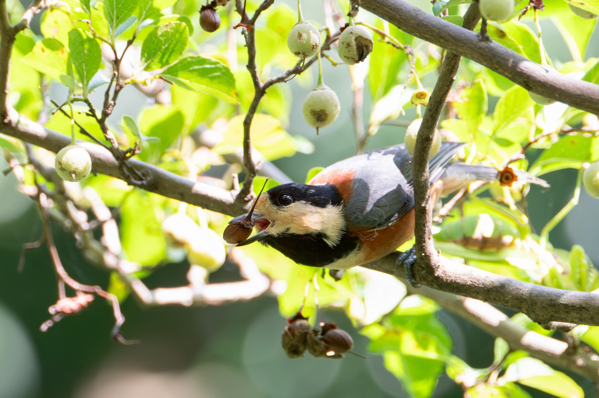 Varied Tit - ML642371282