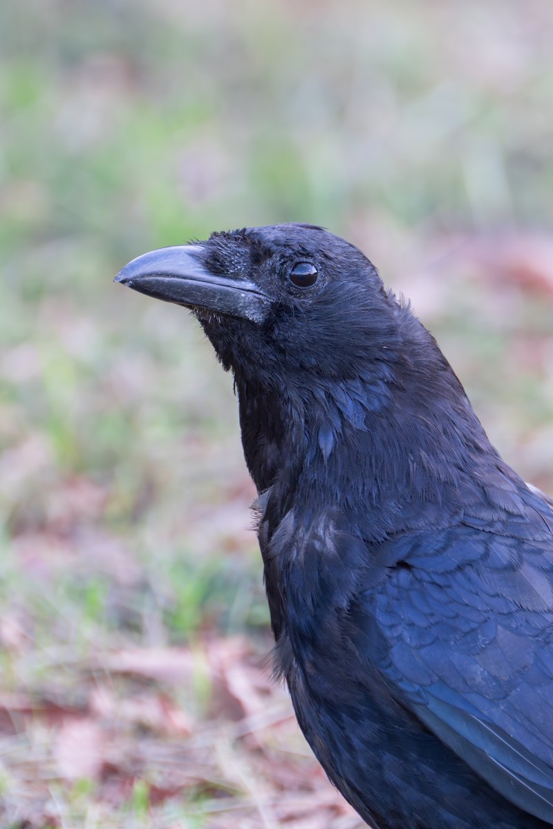 Large-billed Crow - ML642371285