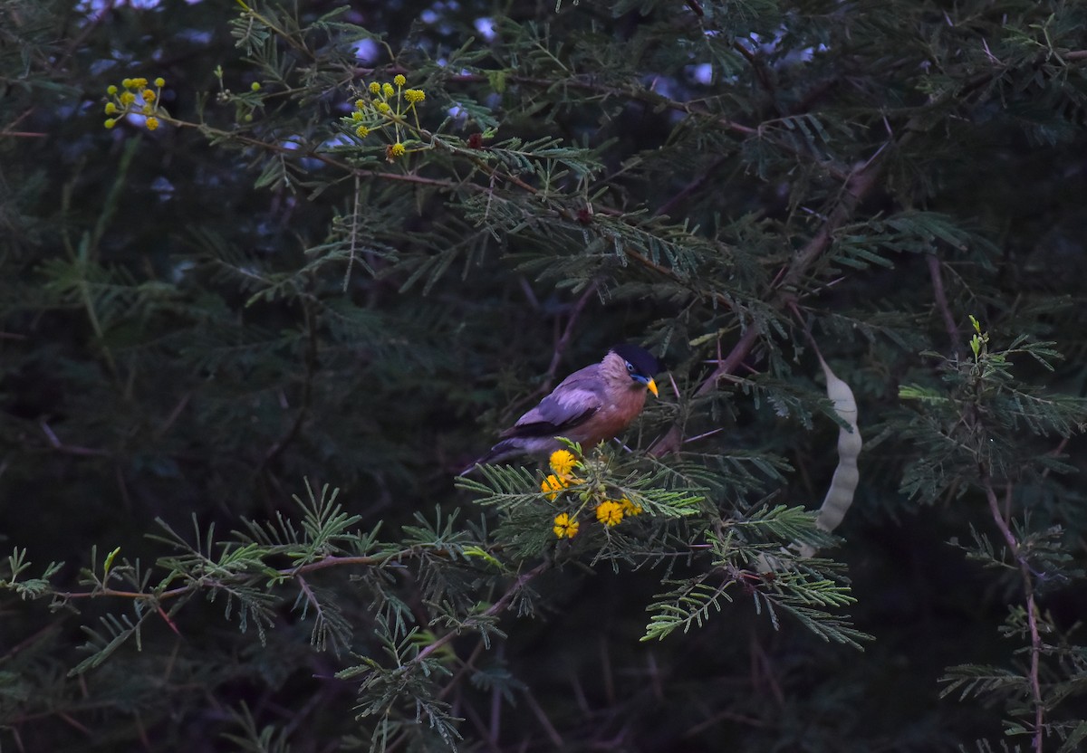 Brahminy Starling - ML642371287