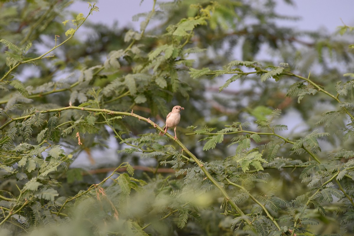 Plain Prinia - ML642371288