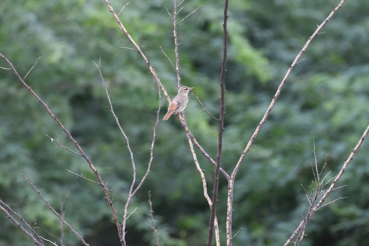 Rufous-tailed Scrub-Robin - ML642371296