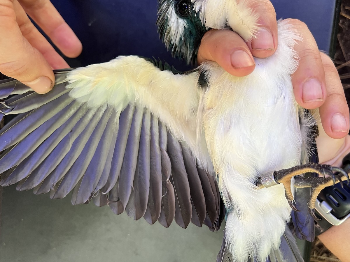 Mariana Kingfisher - ML642371297